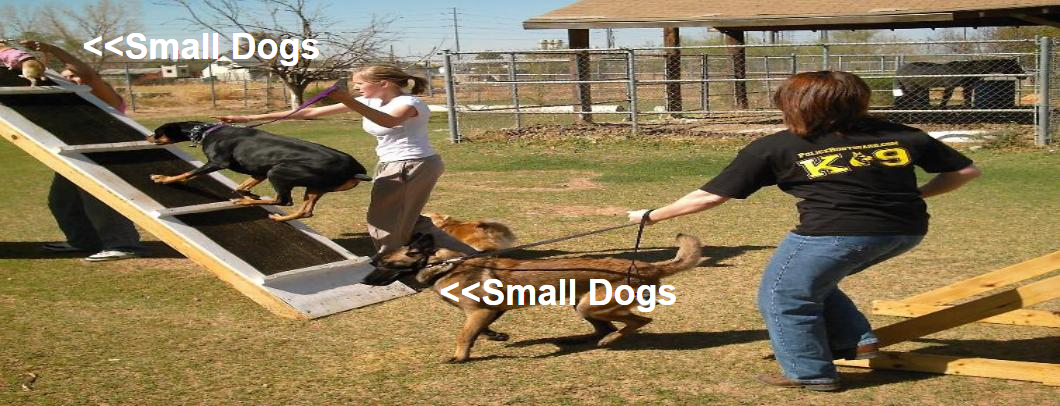 dog-train10