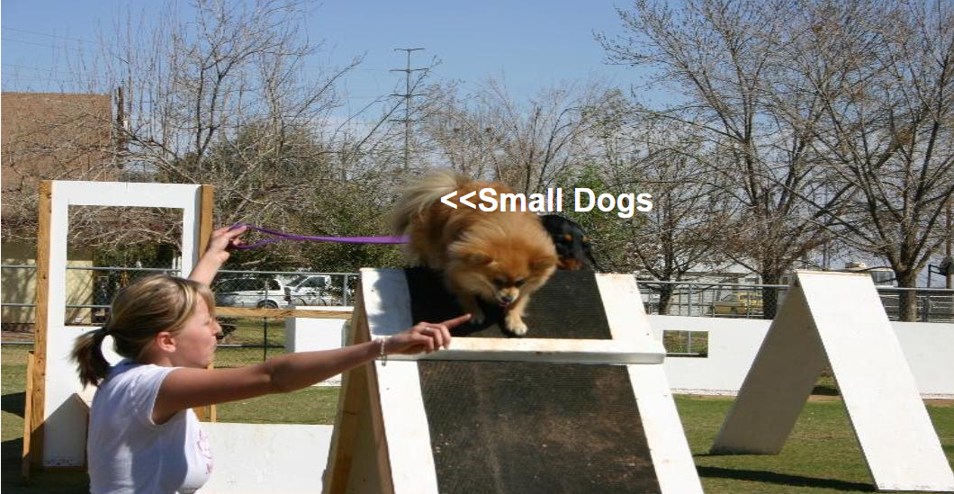 dog-train9